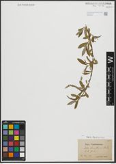 Foto von Salix russelliana Sm.